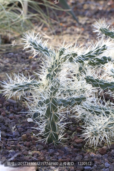 在特寫鏡頭的cylindropuntia,tunicata