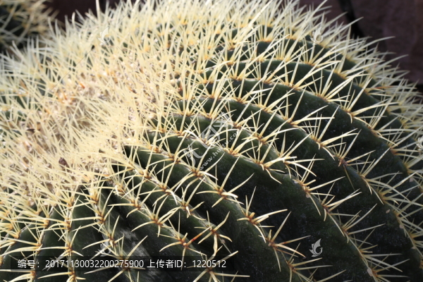 Echinocactus,grusonii關(guān)閉