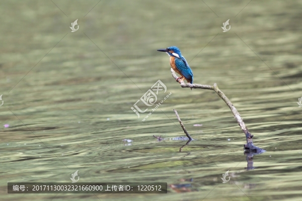翠鳥