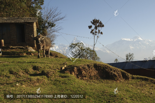 在喜馬拉雅山的一座山上，wasserbueffel，尼泊爾