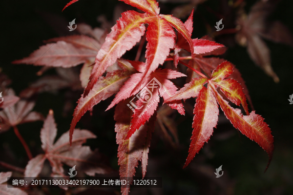 植物群