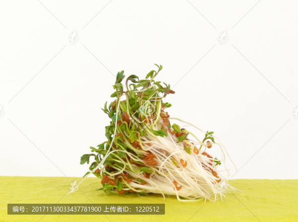 發(fā)芽水芹