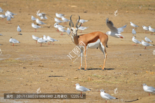 跳羚遇到鳥類