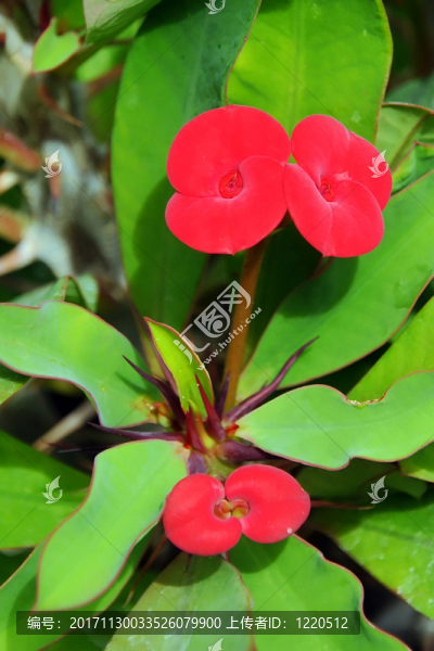 陽臺(tái)和花園的花朵