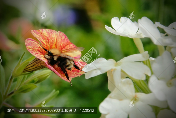 花園
