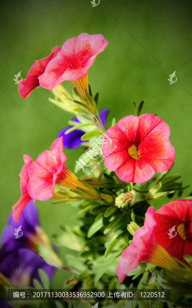 花園