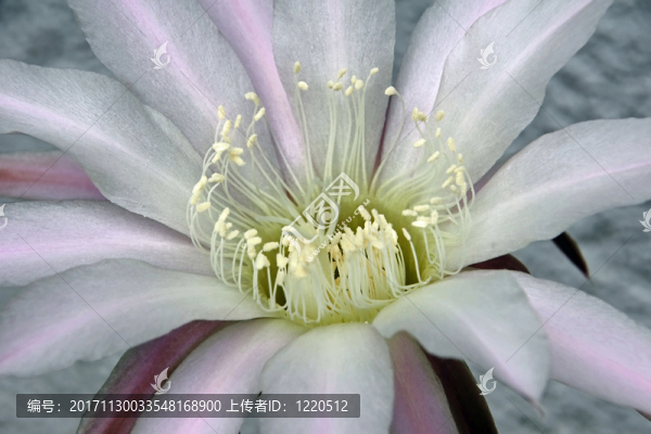 沙漠