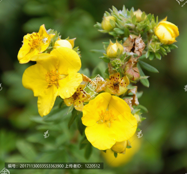 高山花