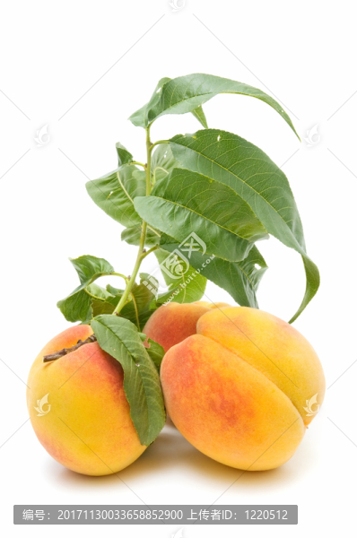 食物
