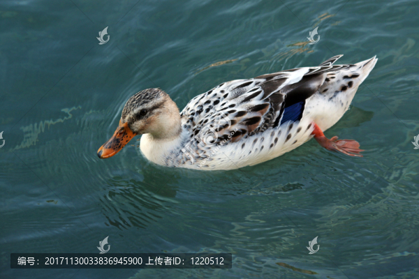 白鴨子