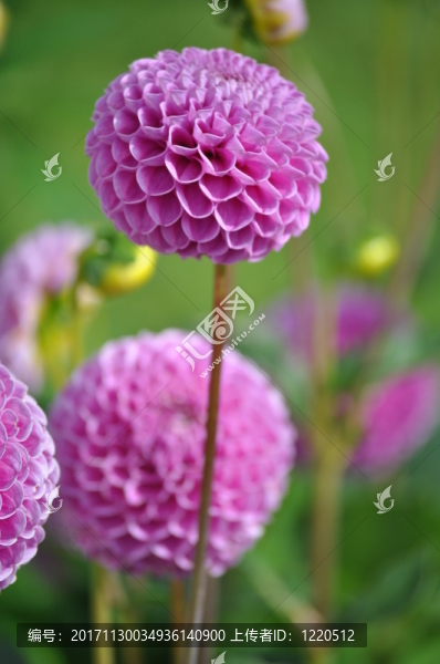顏色，紫色，綠色，景觀，鮮花，草地，藍色，黃色
