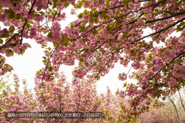 櫻花