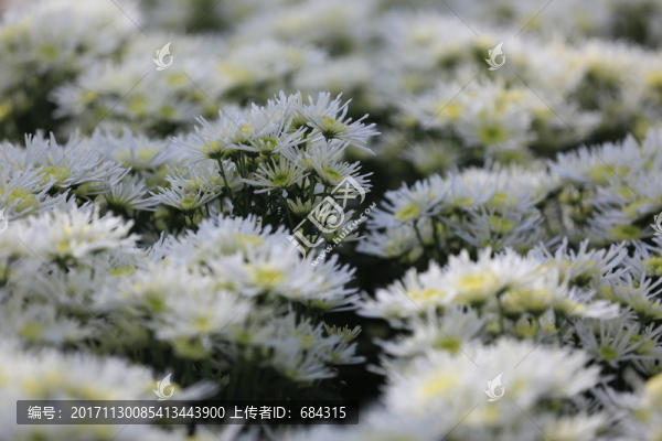 白菊花