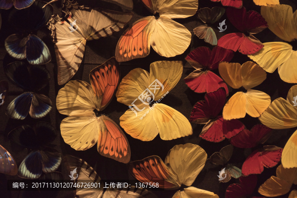 蝴蝶標(biāo)本