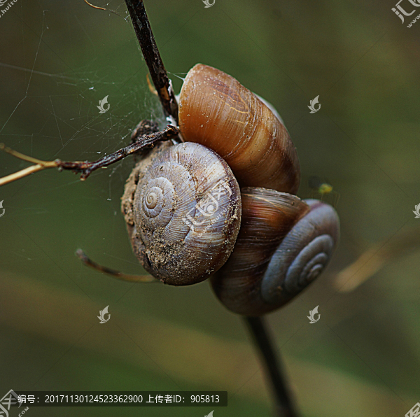蝸牛
