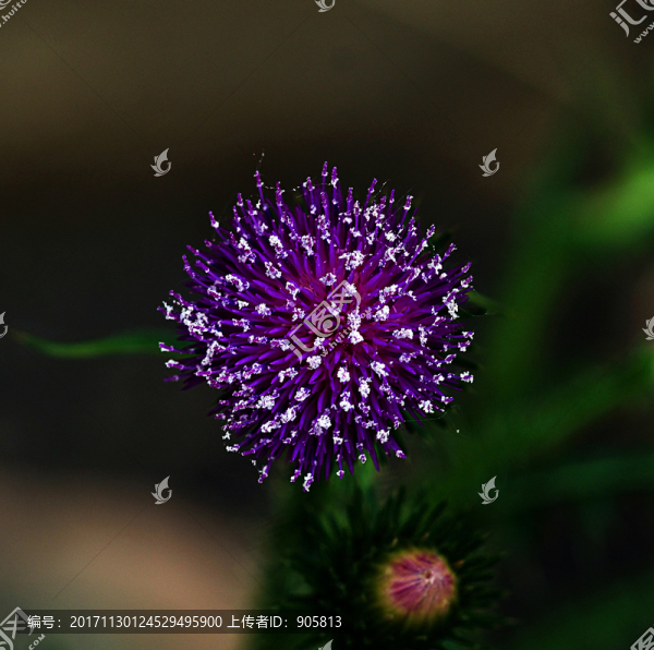 紫色野花