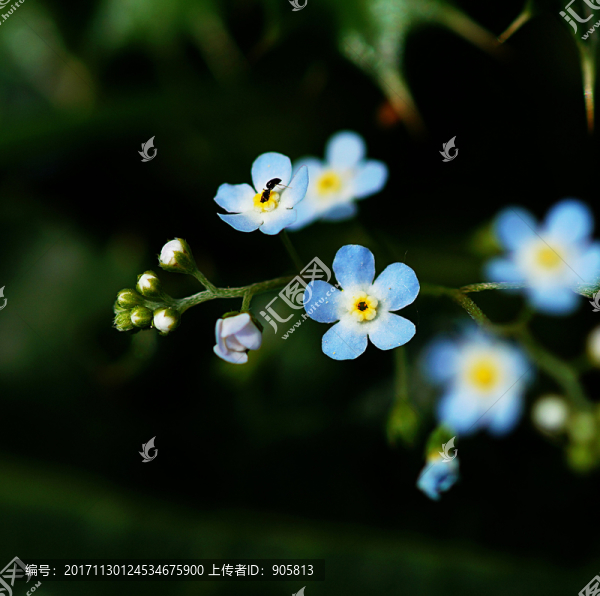 無(wú)名小花