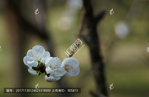 梨花