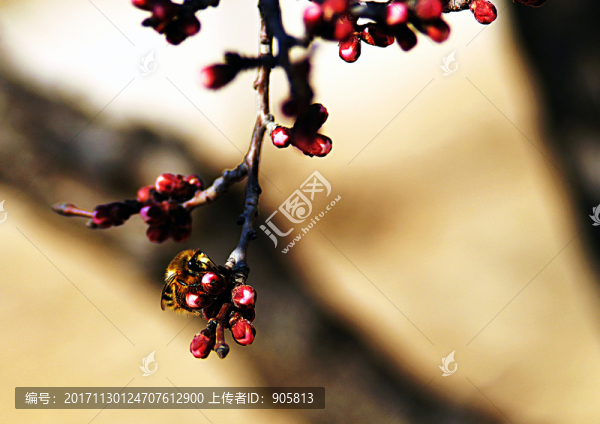 采杏花