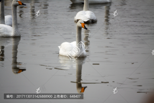 三門峽天鵝湖天鵝