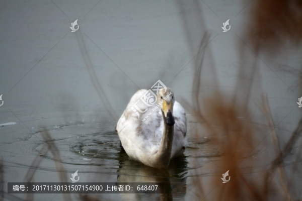 三門(mén)峽天鵝湖天鵝