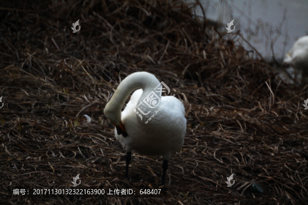 三門峽天鵝湖天鵝