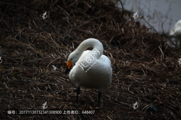 三門峽天鵝湖天鵝