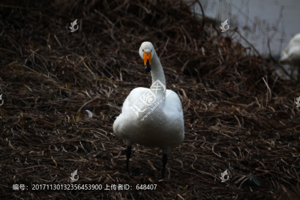 三門(mén)峽天鵝湖天鵝
