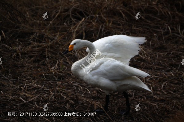 三門峽天鵝湖天鵝