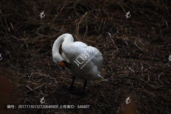 三門峽天鵝湖天鵝