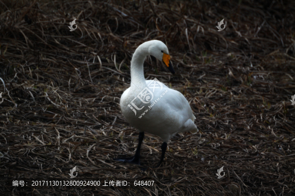 三門峽天鵝湖天鵝