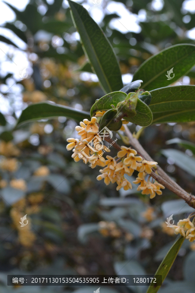 桂花枝葉,桂花