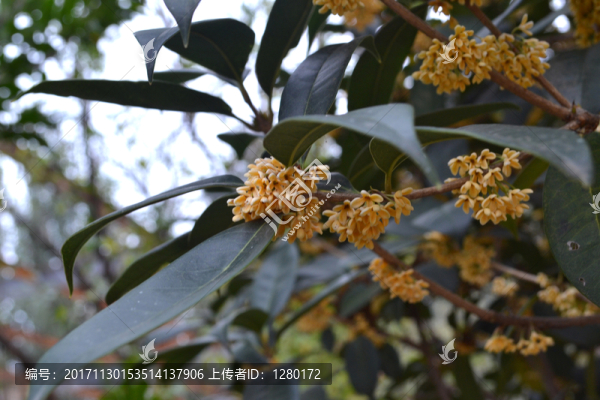 桂花枝葉,桂花