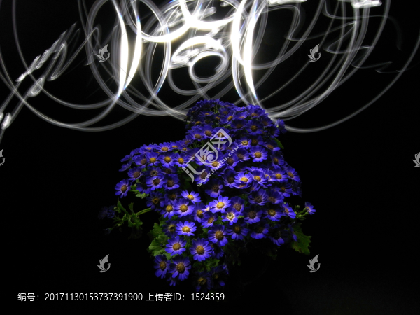 創(chuàng)意菊花