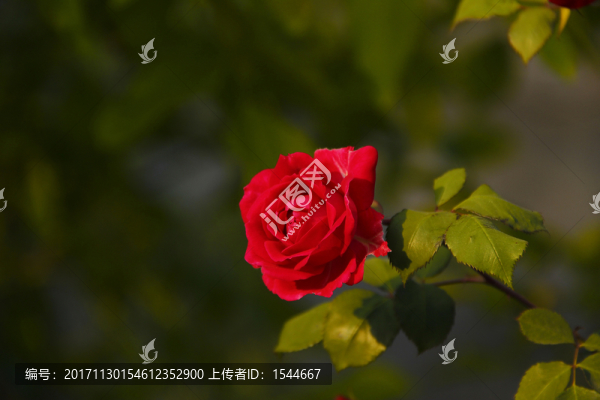 玫瑰,月季