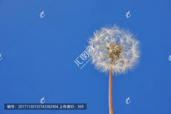 藍(lán)天下的蒲公英