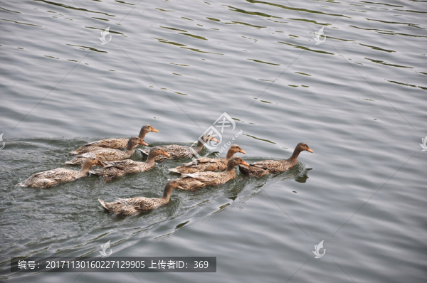 水里的鴨子
