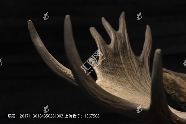 鹿角