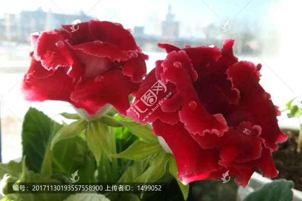 芙蓉花