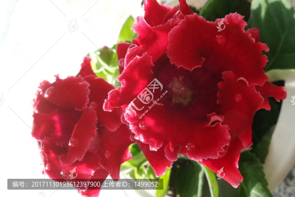 芙蓉花