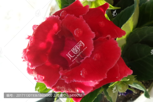 芙蓉花