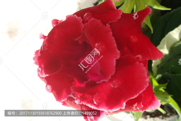 芙蓉花
