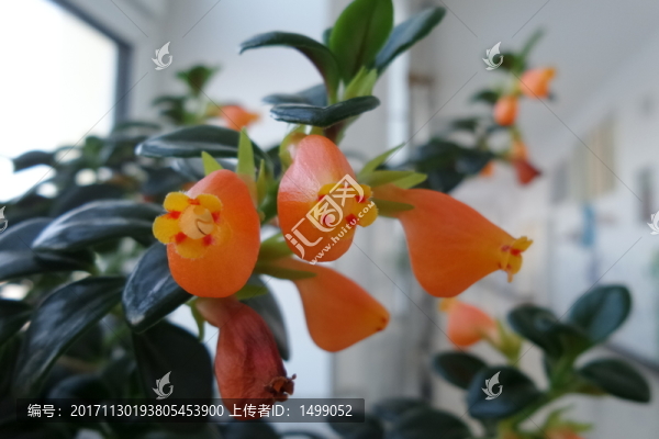 魚嘴花