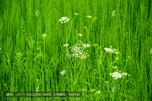 毒芹