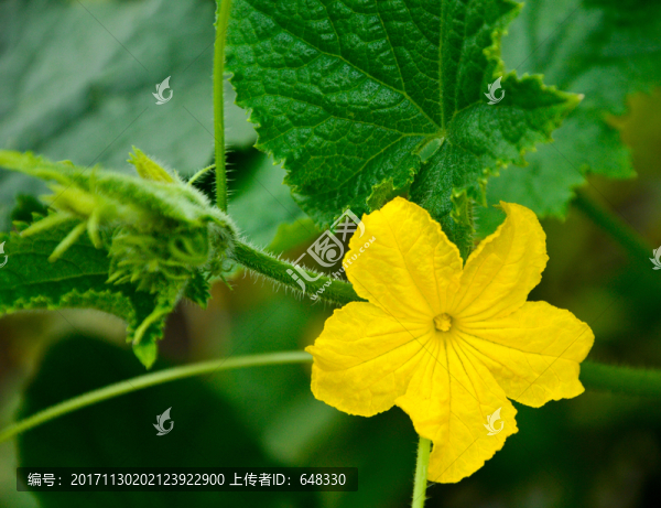 黃瓜花