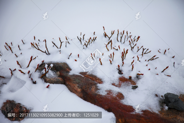 雪中美景