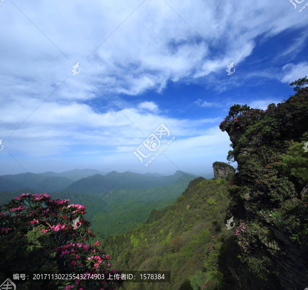 香爐山杜鵑