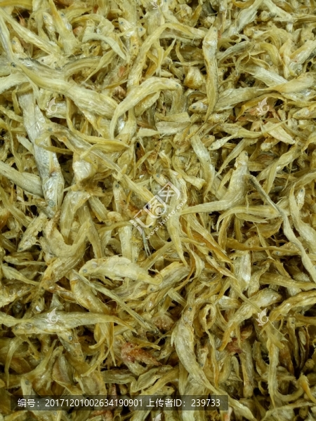 毛花魚