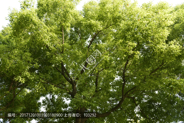 綠樹掩映