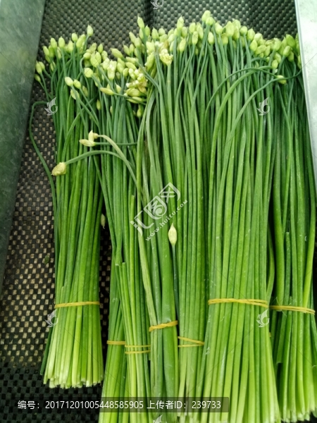 韭菜花